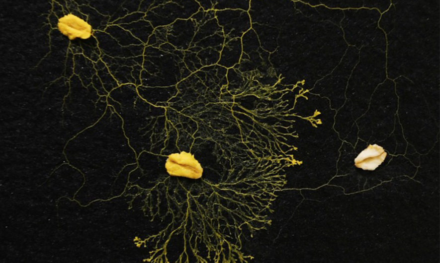 l'intelligence dans la nature