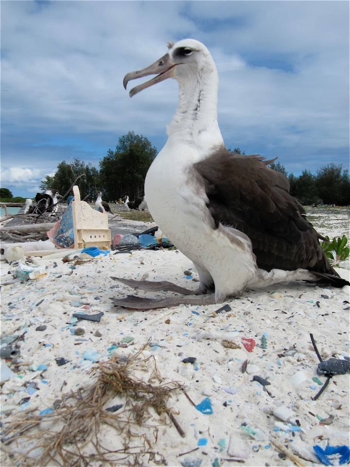 L Albatros Le Choc Ecologique