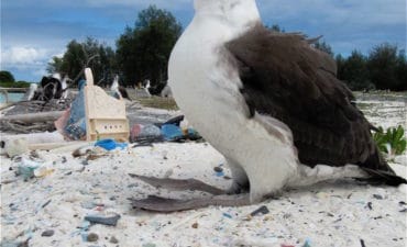 -albatros-le-choc-ecologique