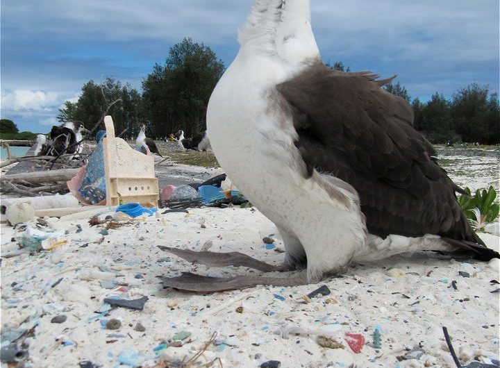 L'albatros, le choc écologique