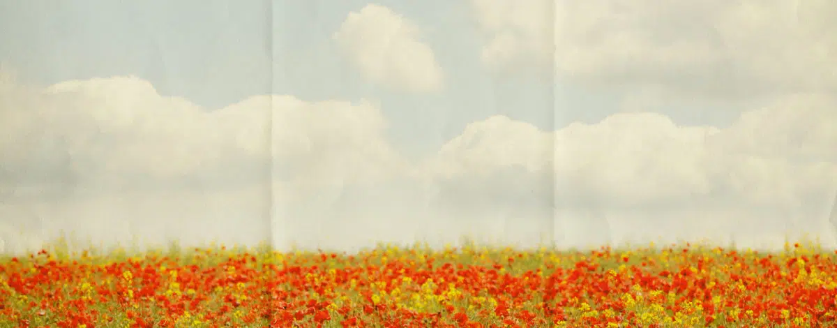 nous-voulons-des-coquelicots