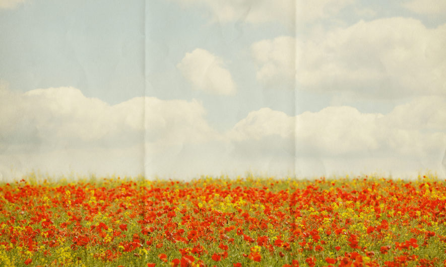 nous-voulons-des-coquelicots