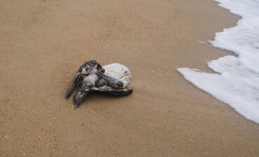 -albatros-le-choc-ecologique