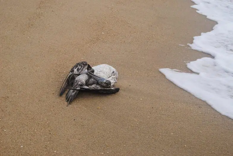 -albatros-le-choc-ecologique