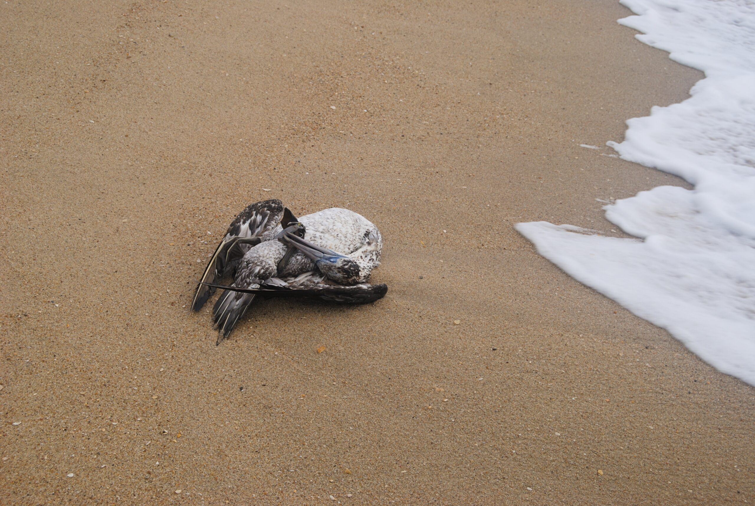 -albatros-le-choc-ecologique