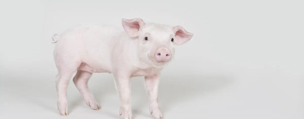 nouvel-an-chinois-2019-que-nous-reserve-l-annee-du-cochon-de-terre