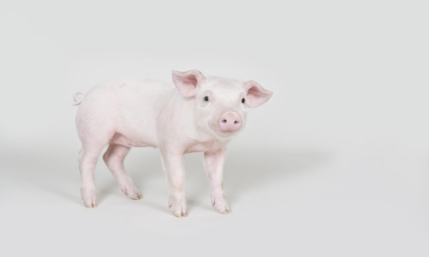 nouvel-an-chinois-2019-que-nous-reserve-l-annee-du-cochon-de-terre