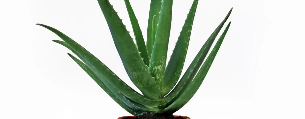 quels-sont-les-bienfaits-de-laloe-vera