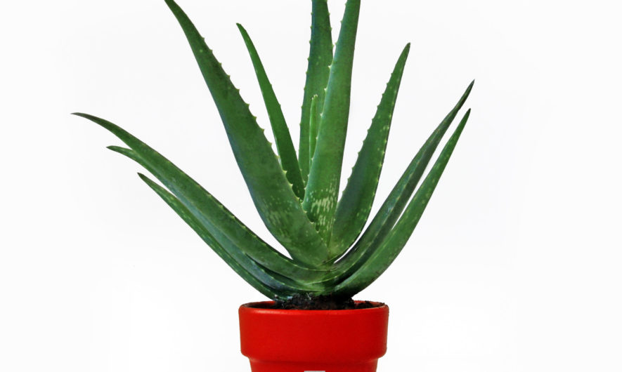 quels-sont-les-bienfaits-de-laloe-vera