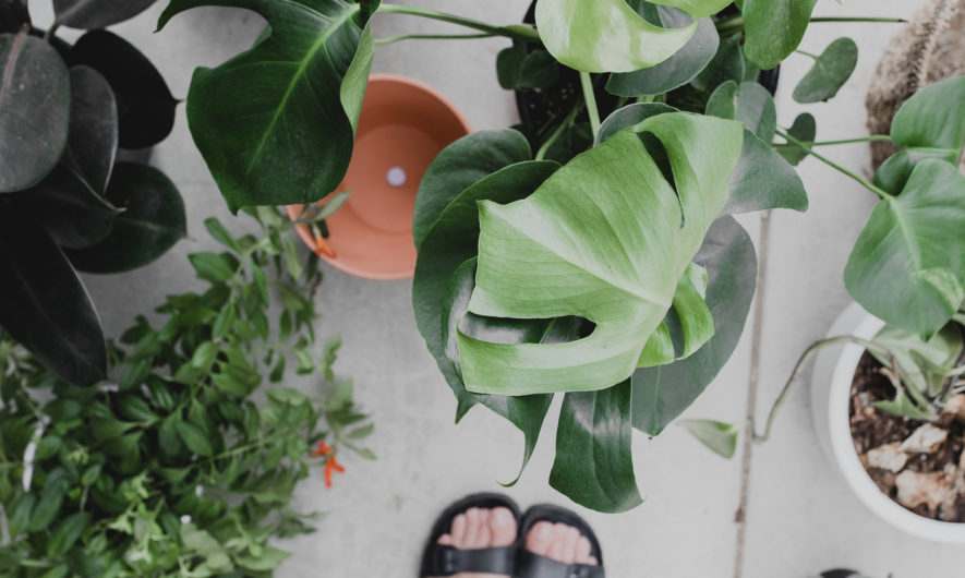 tout-ce-que-vous-ignorez-des-plantes