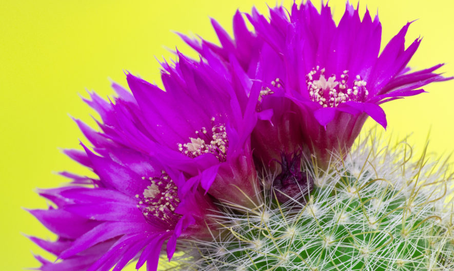 tout-ce-que-vous-ignorez-des-plantes