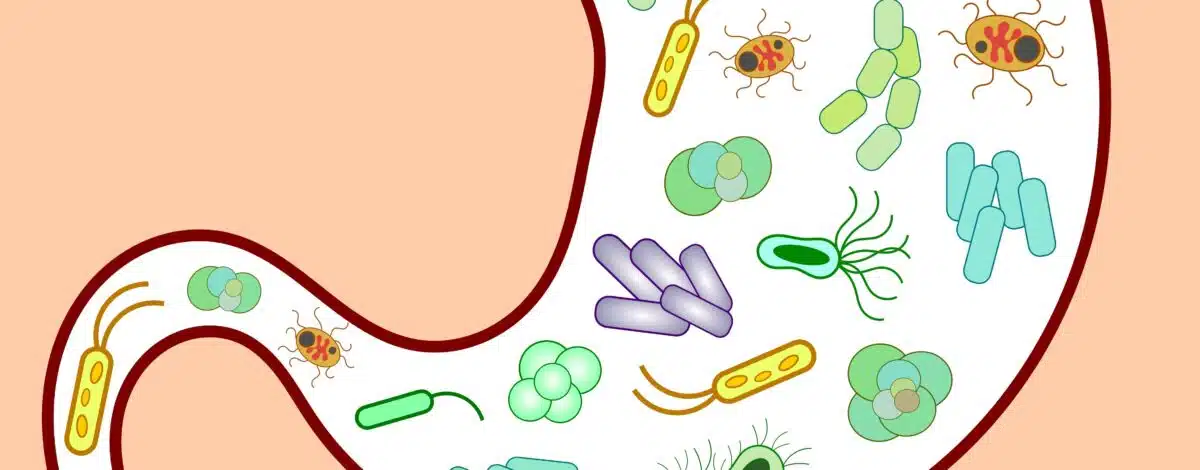 microbiote-intestinal-comment-le-revitaliser