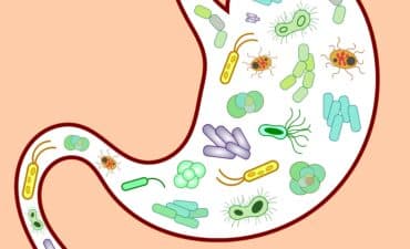 microbiote-intestinal-comment-le-revitaliser