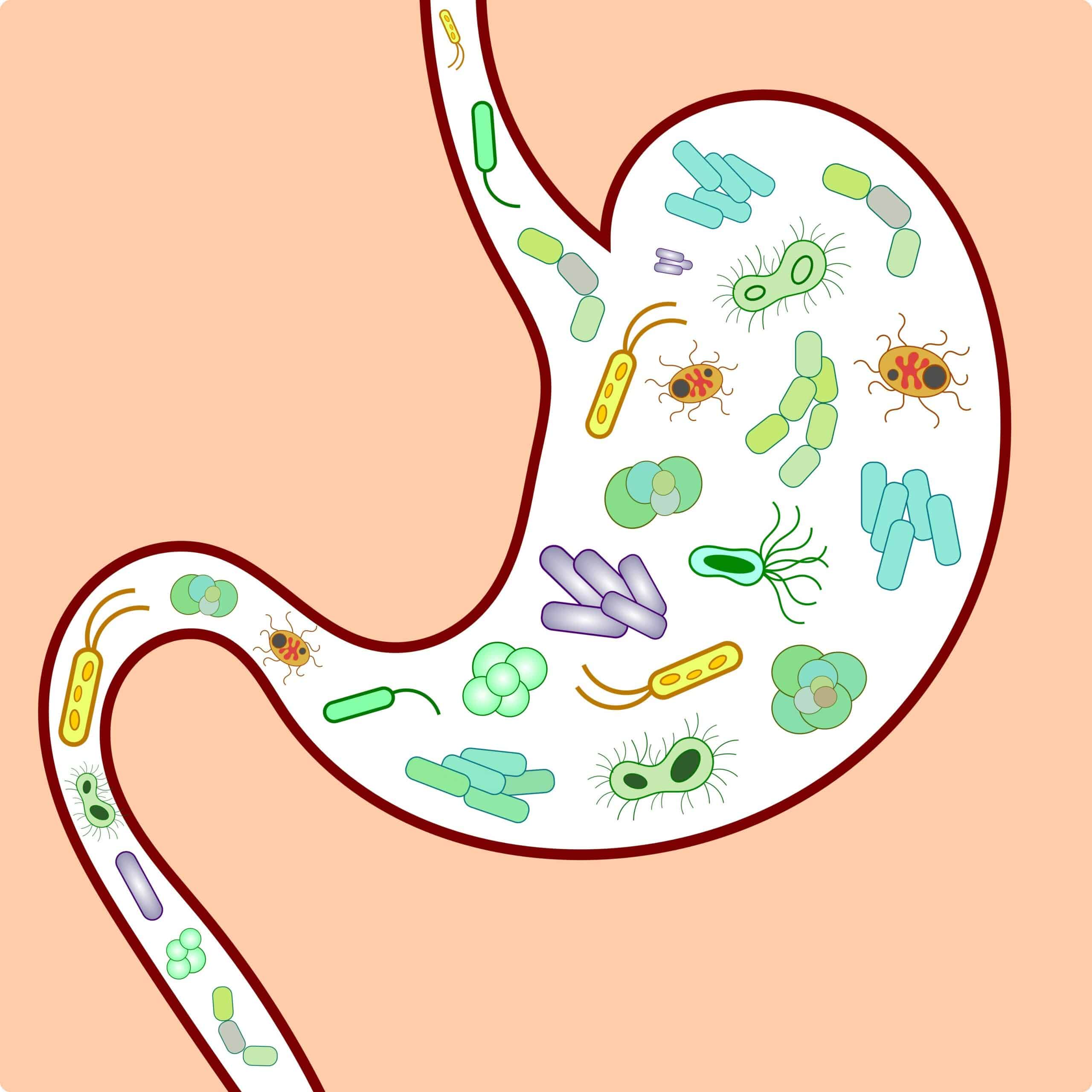 microbiote-intestinal-comment-le-revitaliser