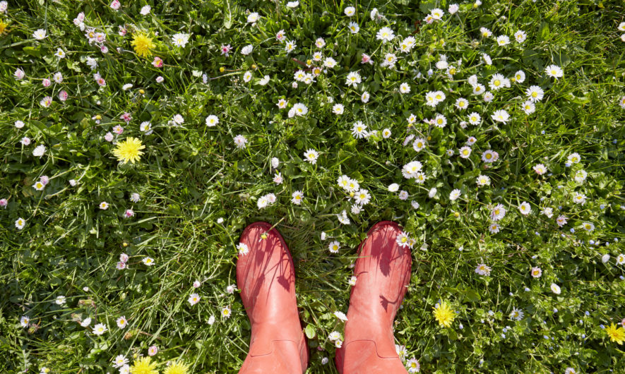 a-la-decouverte-des-plantes-sauvages-comestibles