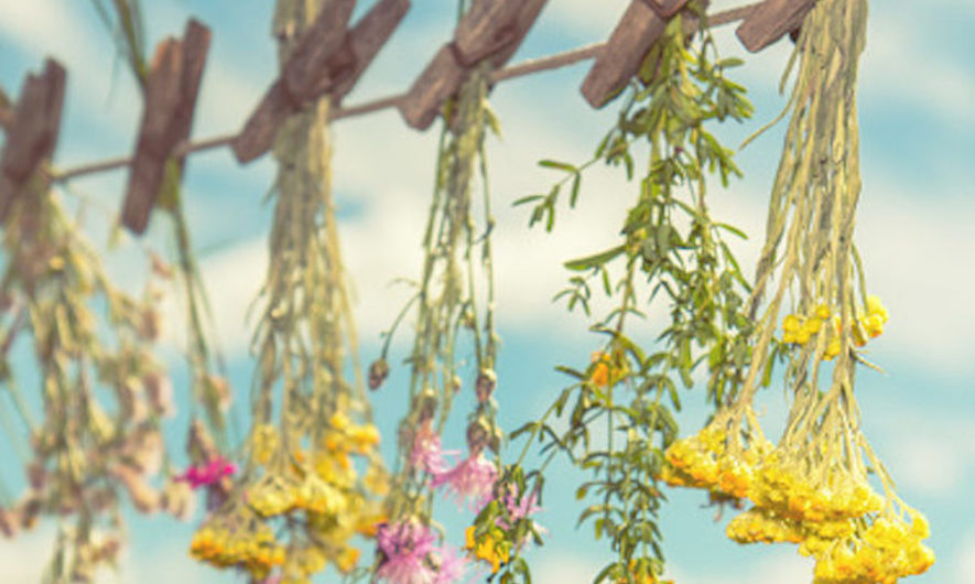 a-la-decouverte-des-plantes-sauvages-utiles