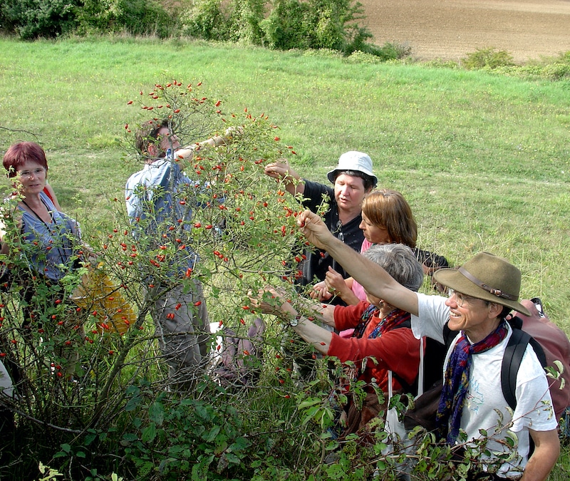 covid-19-ce-que-nous-devons-apprendre-des-plantes