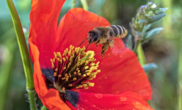 Pourquoi les abeilles nous sont-elles si précieuses ?