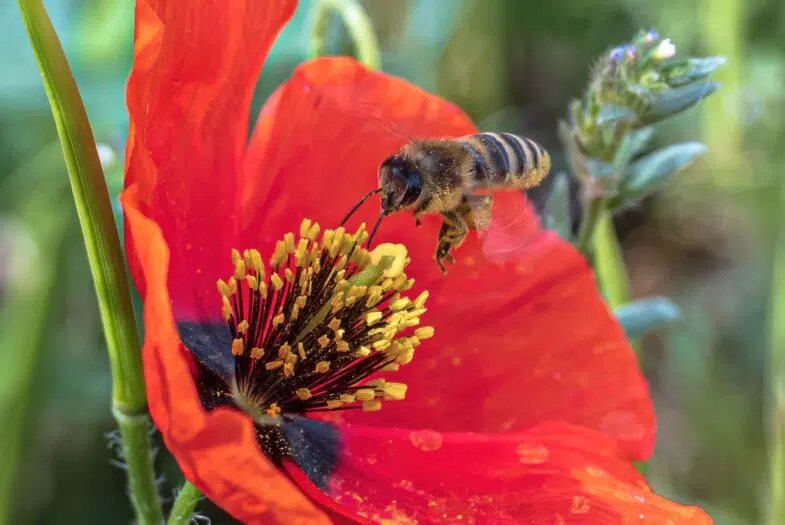 Pourquoi les abeilles nous sont-elles si précieuses ?