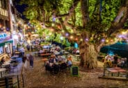 les arbres.webp
