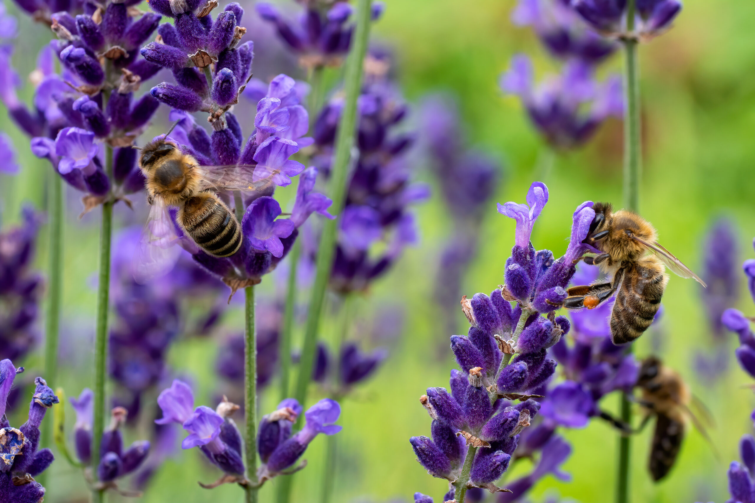 L’intelligence des abeilles : mémoire, émotions et conscience