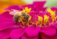 L’intelligence des abeilles : mémoire, émotions et conscience.webp