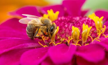 L’intelligence des abeilles : mémoire, émotions et conscience