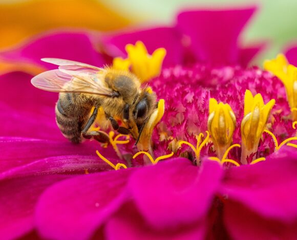 L’intelligence des abeilles : mémoire, émotions et conscience