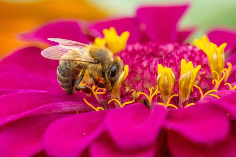 L’intelligence des abeilles : mémoire, émotions et conscience